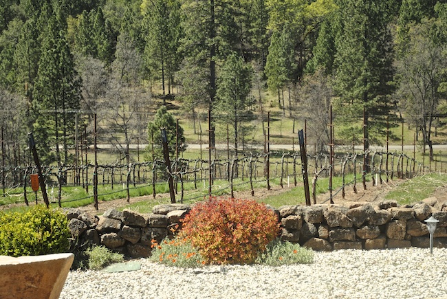 Miraflores Vineyard
